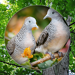 Cover Image of ดาวน์โหลด Suara Burung Perkutut Pikat  APK