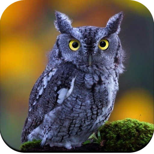 Owl Wallpaper HD  Icon