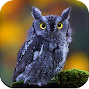 Owl Wallpaper HD 