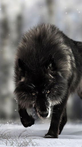 Android application Black Wolf Wallpapers screenshort
