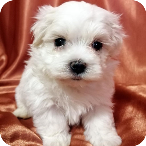 Pets Wallpaper-7 logo