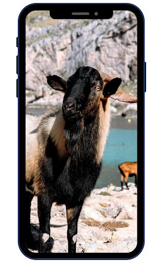 Goat Wallpapers Screen 3