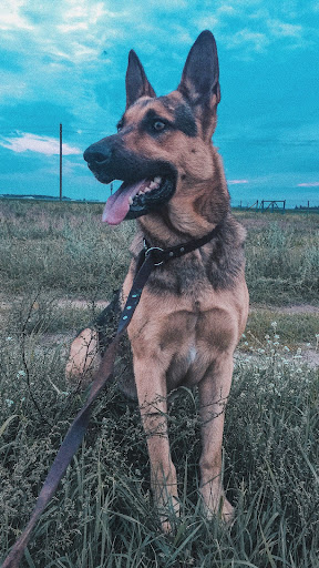 German shepherd wallpapers Screen 2