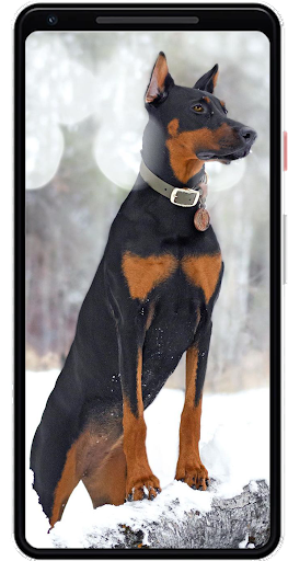 Doberman Wallpapers Screen 2