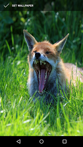 Cute Fox Wallpapers Screen 3