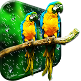 Birds HD Live Wallpaper icon