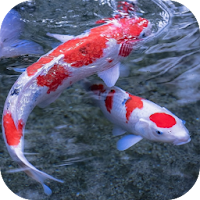 Koi 3D Live Wallpaper