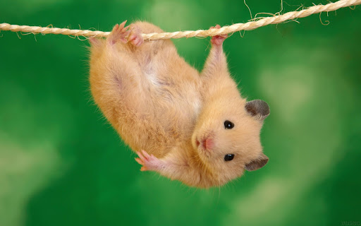 Android application Hamster Wallpapers screenshort