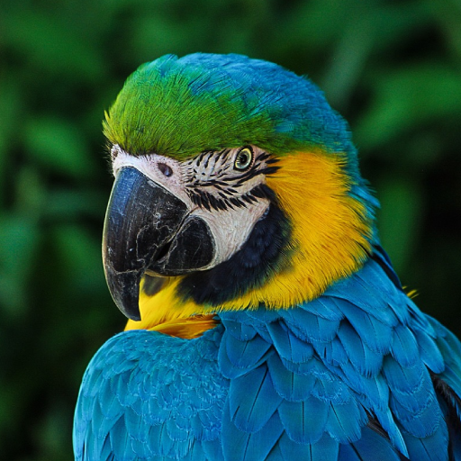 Macaw Bird Sounds logo