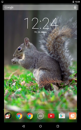Agile Squirrel Live Wallpaper