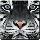 White Tiger Live Wallpaper icon