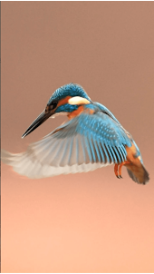 4D Bird Video Wallpaper
