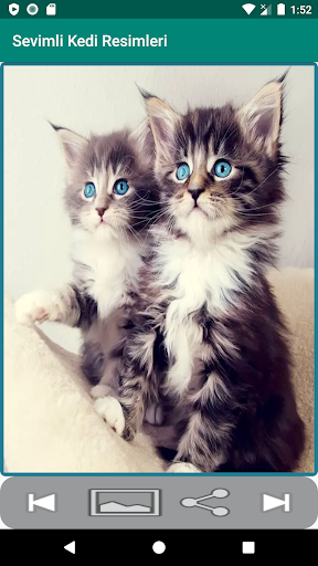 Kedi Resimleri Screen 2