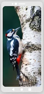 Woodpecker Ringtones