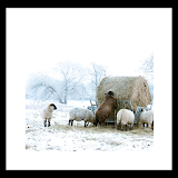 Winter Sheep Wallpaper icon
