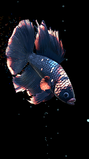 Betta Fish Screenshot