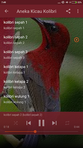 Masteran Burung Kolibri Sepah Screen 3