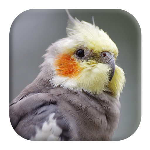 Cockatiel Sounds - AppWisp.com