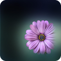 Flower Wallpapers - Colorful Flowers in HD  4K