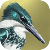 iBird Lite Free Guide to Birds icon