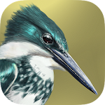 iBird Lite Free Guide to Birds Apk