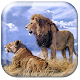 Roaring Lion Wallpaper HD Download on Windows