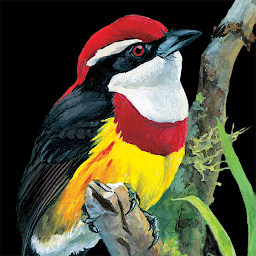 Icon image Birds of Peru