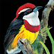 Birds of Peru - Androidアプリ