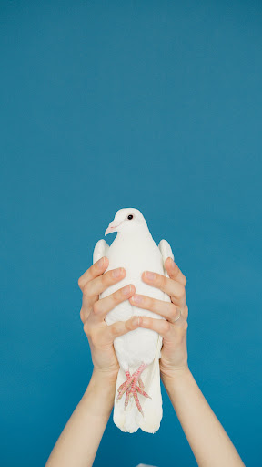 Feather Wallpapers Screenshot 4 - AppWisp.com