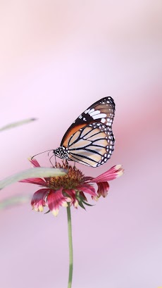 蝶の壁紙のおすすめ画像3