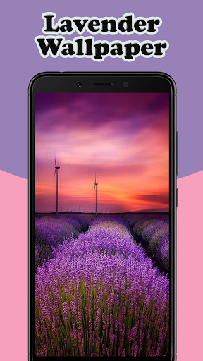 Lavender Wallpaper HD