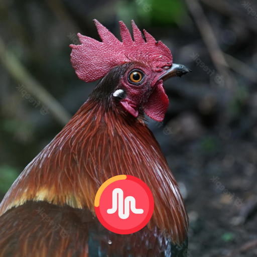 Red junglefowl Male Sounds Cal