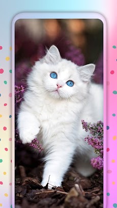 かわいい猫 ライブ壁紙 Androidアプリ Applion