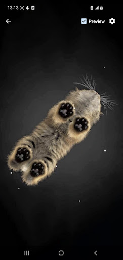 Cat Bottom View Wallpaper