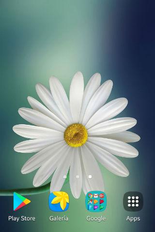 Daisy Wallpapers Screen 3