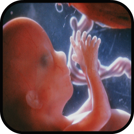 Pregnancy Stages 6.0.0 Icon
