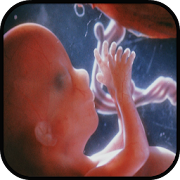 'Pregnancy Stages' official application icon
