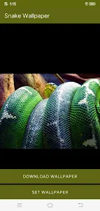 Snake wallpaper