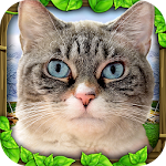 Cover Image of Tải xuống Stray Cat Simulator  APK