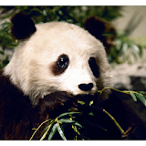 Panda Protection icon