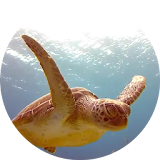 Turtle Video Live Wallpaper icon