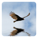 Cover Image of Download 3D Bird Live Wallpaper 3.6 APK