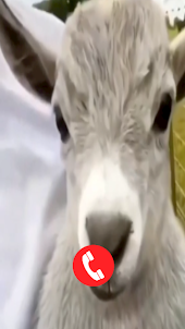 Goat Fake Video Call