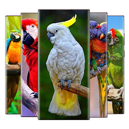 Icon image parrot wallpaper