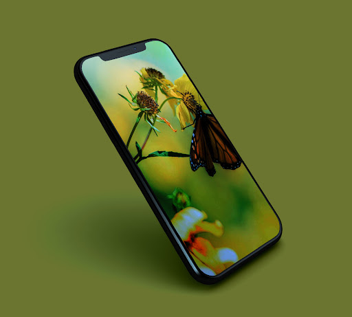 Butterfly Wallpapers