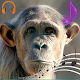 Monkey Sounds and Ringtones Download on Windows