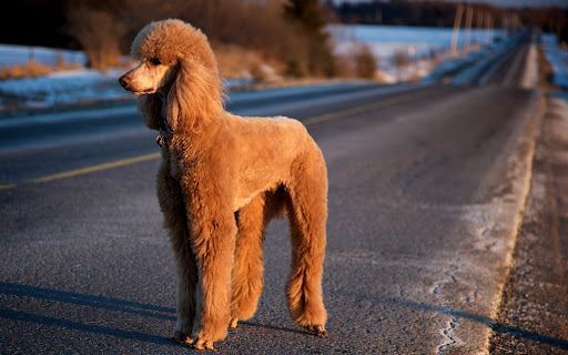 Poodle Dog Wallpaper HD Screen 2