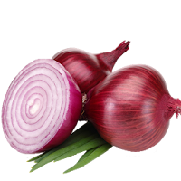 Pests And Diseases of Onion