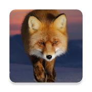 Red Fox Sound Collections ~ Sclip.app