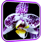 Orchid Video Live Wallpaper icon